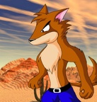 Dingo in the dingo desit