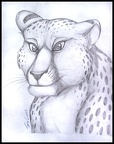 Cheetah Sketch
