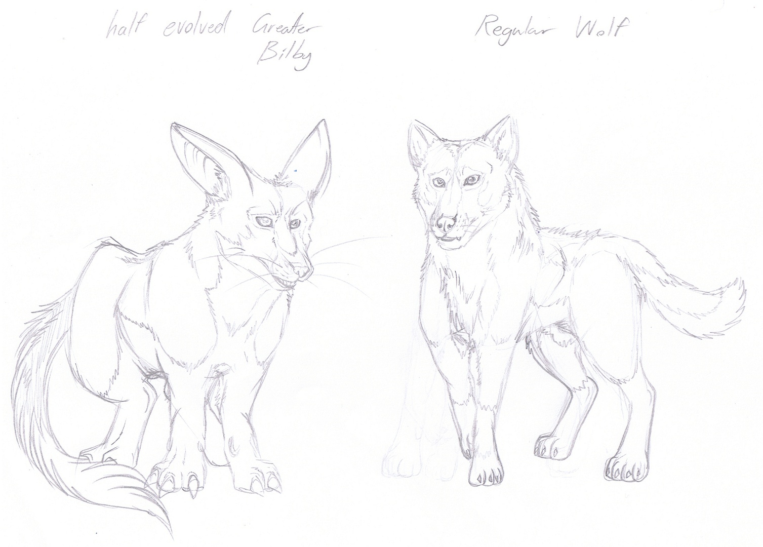 Sketch - Wolf and Bilby.jpg