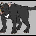 Half evolved Tasmanian Devil