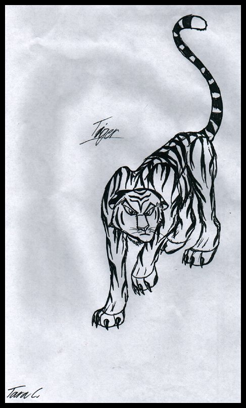 Random Tiger drawing