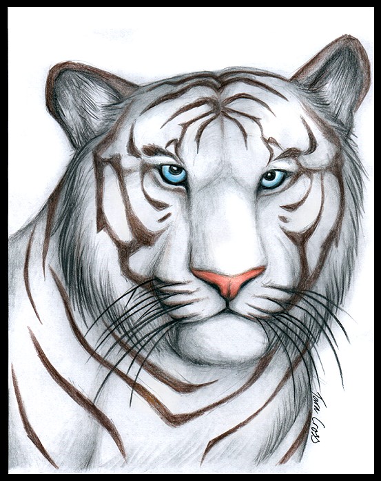 White Tiger.jpg