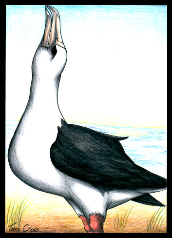Albatross 2.jpg